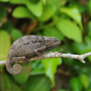 desert side striped chameleon