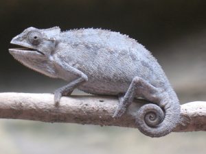 desert side striped chameleon