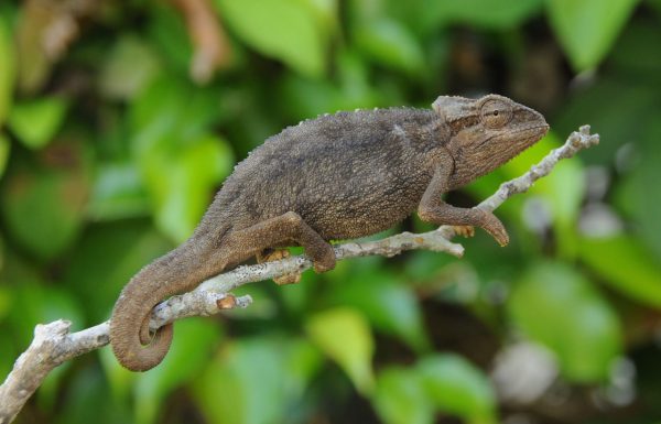 desert side striped chameleon