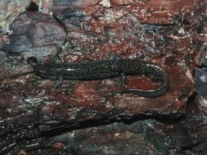 Southern Dusky Salamander