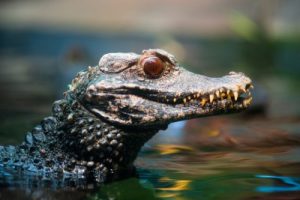 Cuviers Dwarf Caiman For Sale