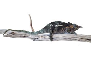 Dwarf Fischer's Chameleon for Sale