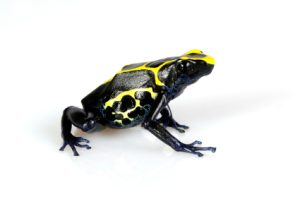 Dyeing Poison Dart Frog For Sale