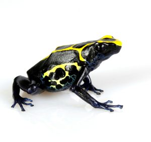 Dyeing Poison Dart Frog For Sale