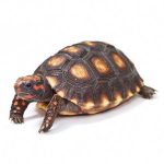Cherry Head Red Foot Tortoise For Sale | In Stock Now - Exotic Pet Reptiles For Sale