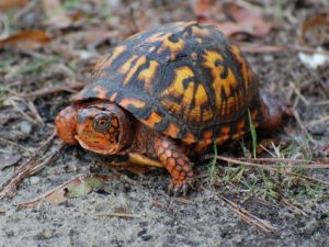 Eastern Box Turtle For Sale | In Stock Now - Exotic Pet Reptiles For Sale