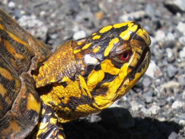 Eastern Box Turtle For Sale | In Stock Now - Exotic Pet Reptiles For Sale