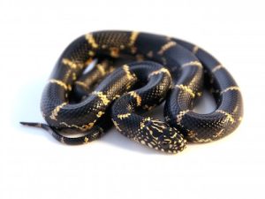 Eastern Kingsnake For Sale