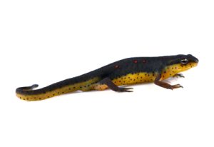 Eastern Newt For Sale