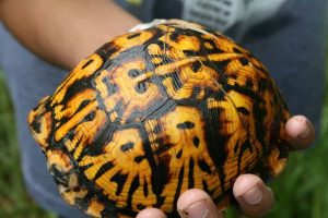 Eastern Box Turtle For Sale | In Stock Now - Exotic Pet Reptiles For Sale
