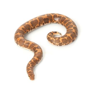 Egyptian Sand Boa For Sale | In Stock Now, Don't Miss - Exotic Pet Reptiles For Sale