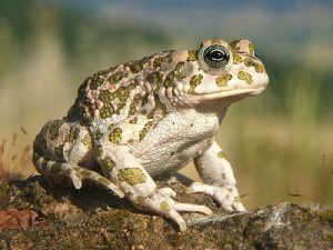Egyptian Toad For Sale