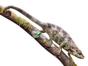 Elephant Eared Chameleon for Sale