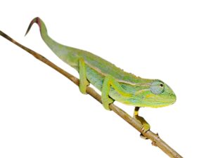 Elliot's Chameleon for Sale