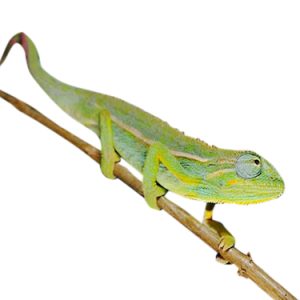Elliot's Chameleon for Sale