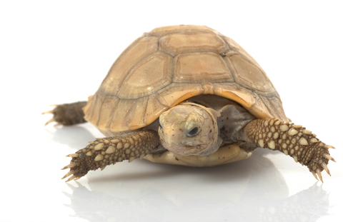 Elongated Tortoise For Sale | In Stock Now - Exotic Pet Reptiles For Sale