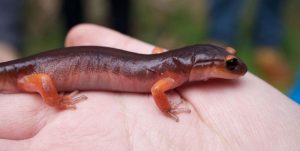 ensatina salamander
