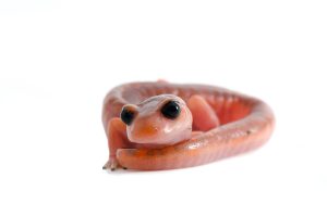 ensatina salamander