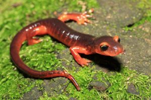 ensatina salamander