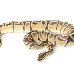 Fire Ball Python For Sale | In Stock Now, Don't Miss - Exotic Pet Reptiles For Sale