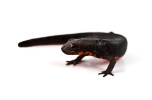 Fire Belly Newt For Sale