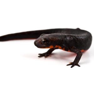 Fire Belly Newt For Sale