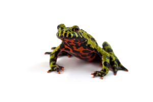 Fire Belly Toad For Sale