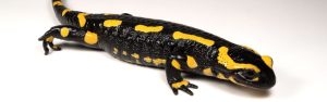 fire salamander for sale