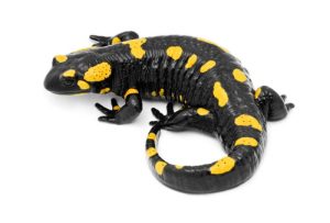 fire salamander for sale