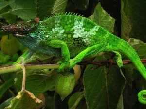 Fischer's Chameleon for Sale