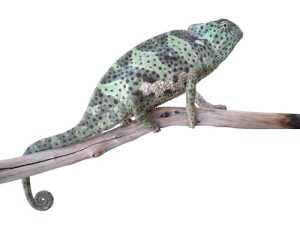 Flap Neck Chameleon for Sale