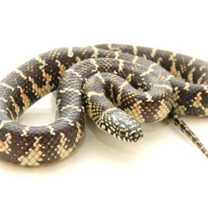 Florida King Snake For Sale
