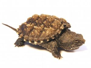 Florida Snapping Turtle For Sale | In Stock Now - Exotic Pet Reptiles For Sale