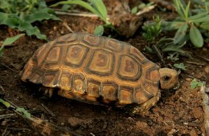 Forest Hingeback Tortoise For Sale | In Stock Now - Exotic Pet Reptiles For Sale