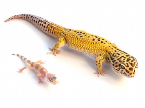Giant Leopard Gecko For Sale