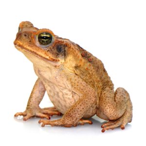 South American Giant Marine Toad For Sale