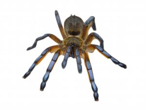 Golden Blue Leg Baboon Tarantula For Sale