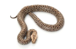 Granite Burmese Python For Sale