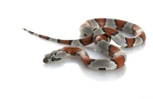 Grey Banded Kingsnake For Sale