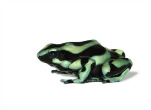 Black and Green Poison Dart Frog For Sale
