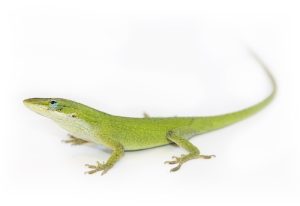 Green Anole For Sale