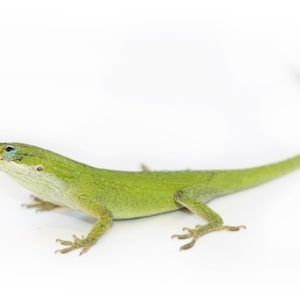 Green Anole For Sale
