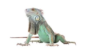 Green Iguana For Sale