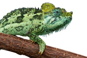 Helmeted Chameleon For Sale | In Stock Now, Don't Miss - Exotic Pet Reptiles For Sale