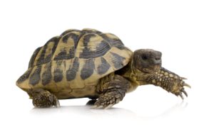 Hermans Tortoise For Sale | In Stock Now - Exotic Pet Reptiles For Sale
