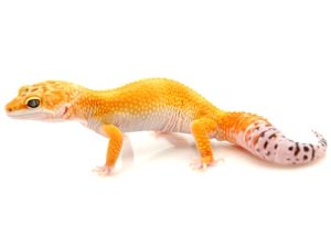 High Color Leopard Gecko for Sale