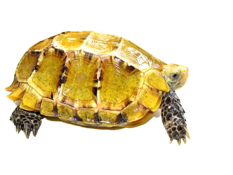 Impressed Tortoise For Sale | In Stock Now - Exotic Pet Reptiles For Sale