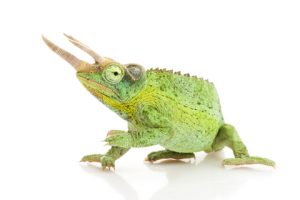 Jackson Chameleon for Sale