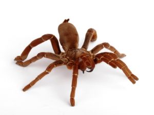 King Baboon Tarantula For Sale