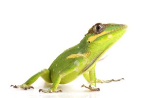 Knight Anole For Sale